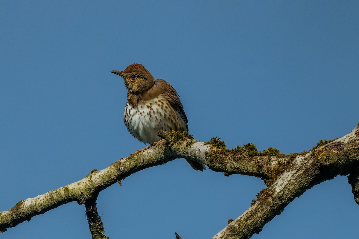 Song Thrush - lucien ABAH