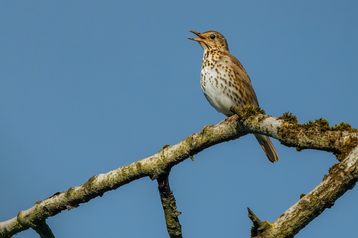 Song Thrush - lucien ABAH