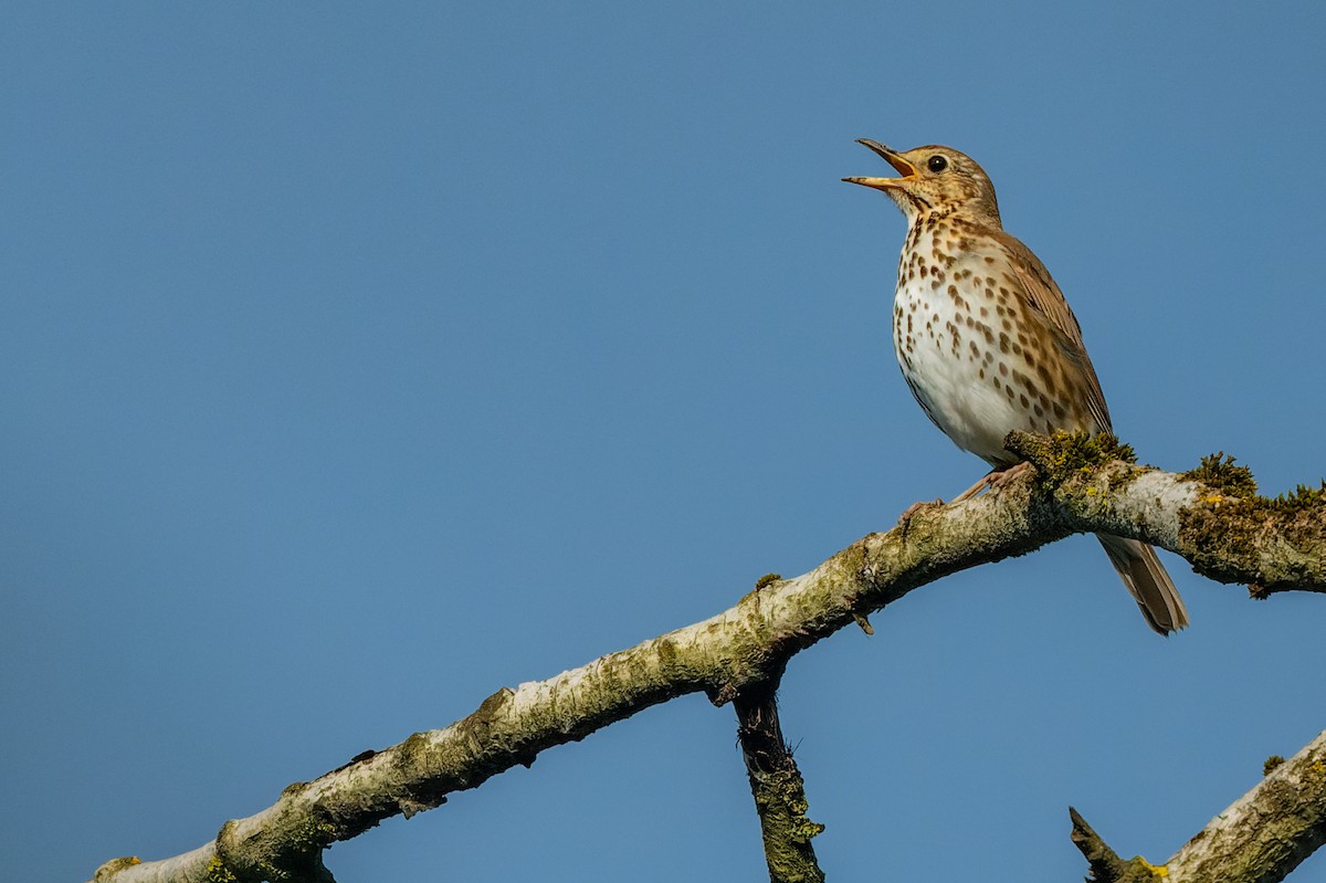 Song Thrush - lucien ABAH