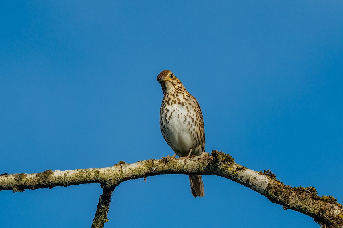 Song Thrush - lucien ABAH