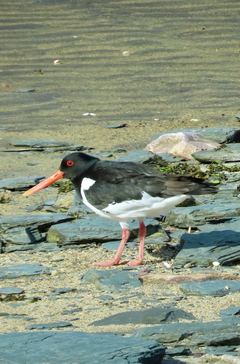 Eurasian Oystercatcher - Suzanne Roberts