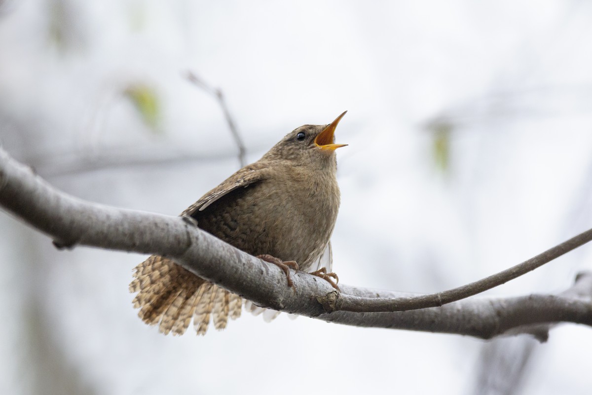 Eurasian Wren - Vishnu Vinod