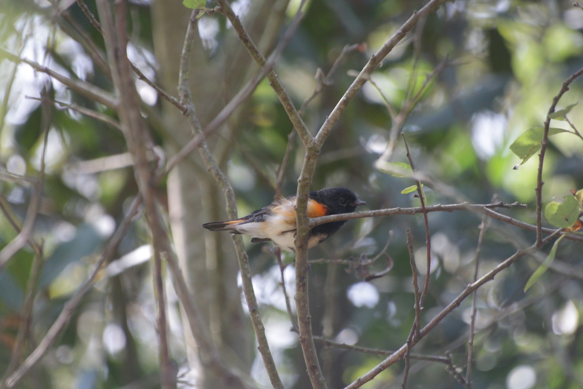 American Redstart - ML619631934