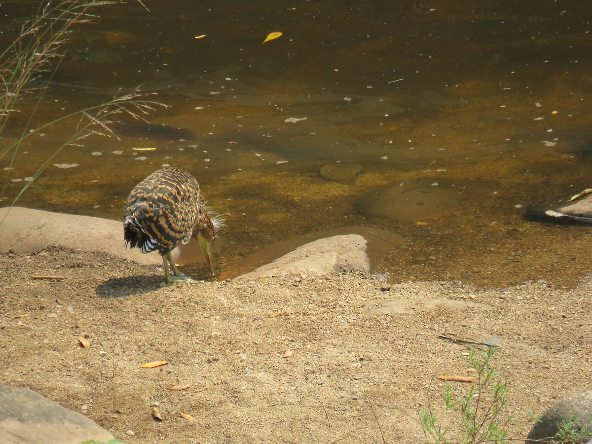 Bare-throated Tiger-Heron - Sam Holcomb