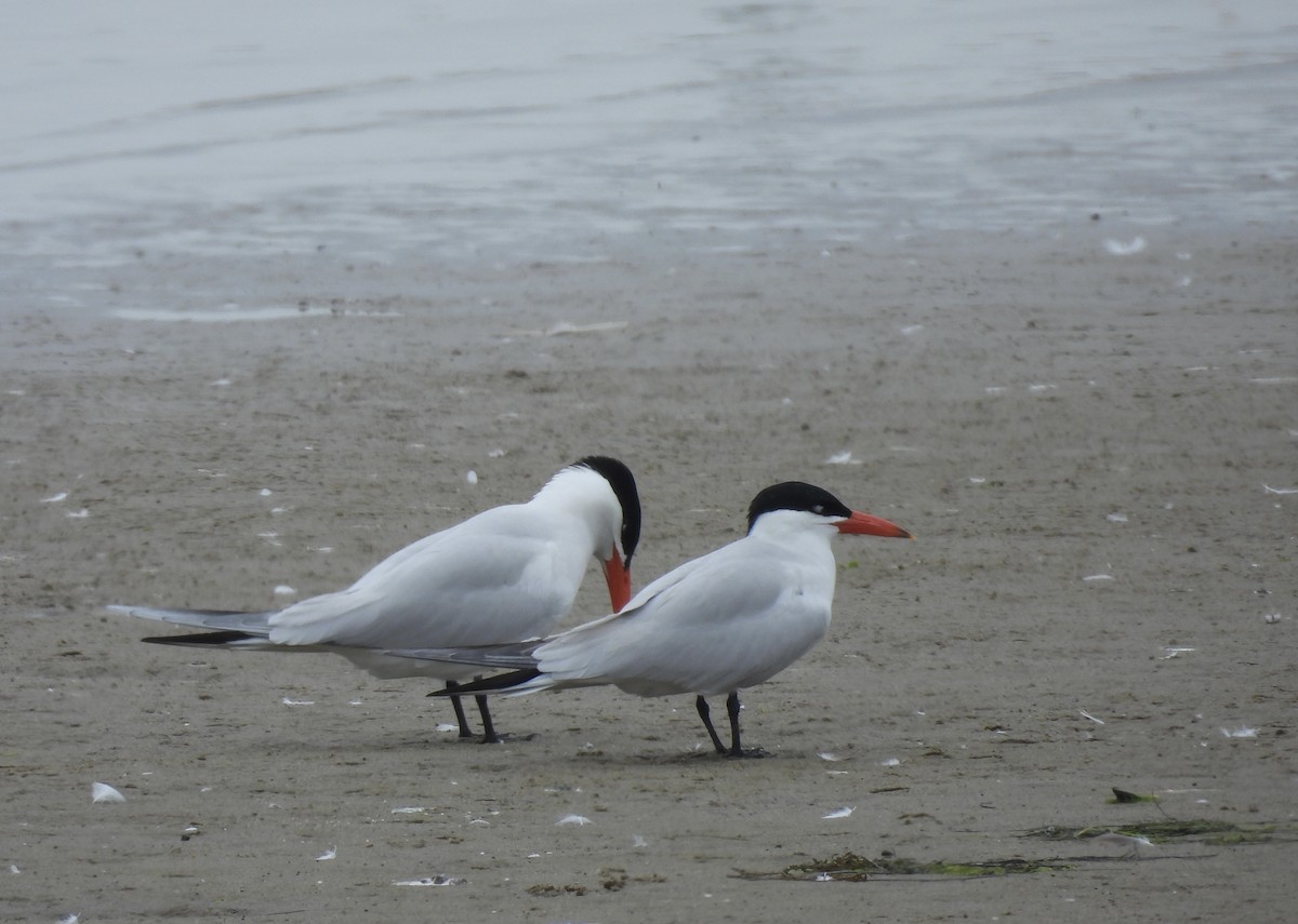 Caspian Tern - Carolyn Willcox