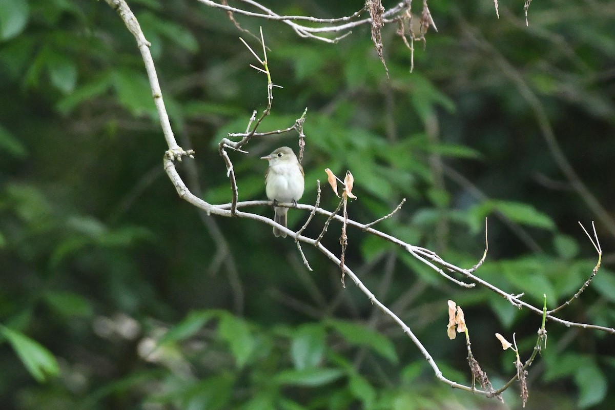 Acadian Flycatcher - Jessica Coss