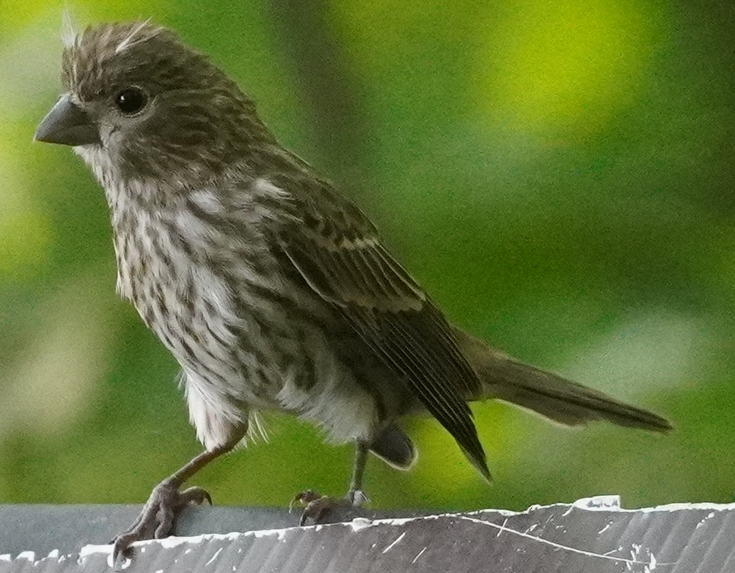 House Finch - John McCallister