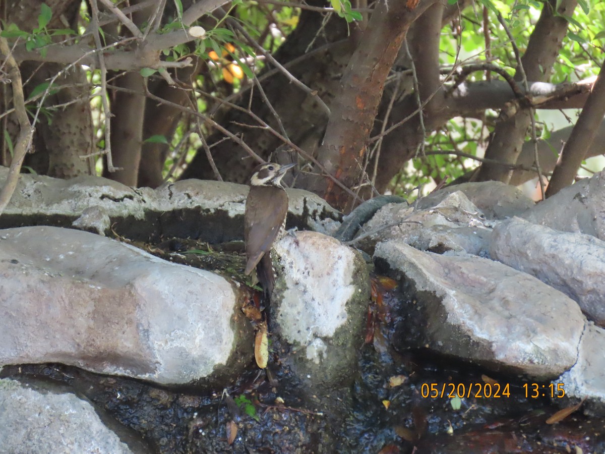 Arizona Woodpecker - Andy Harrison