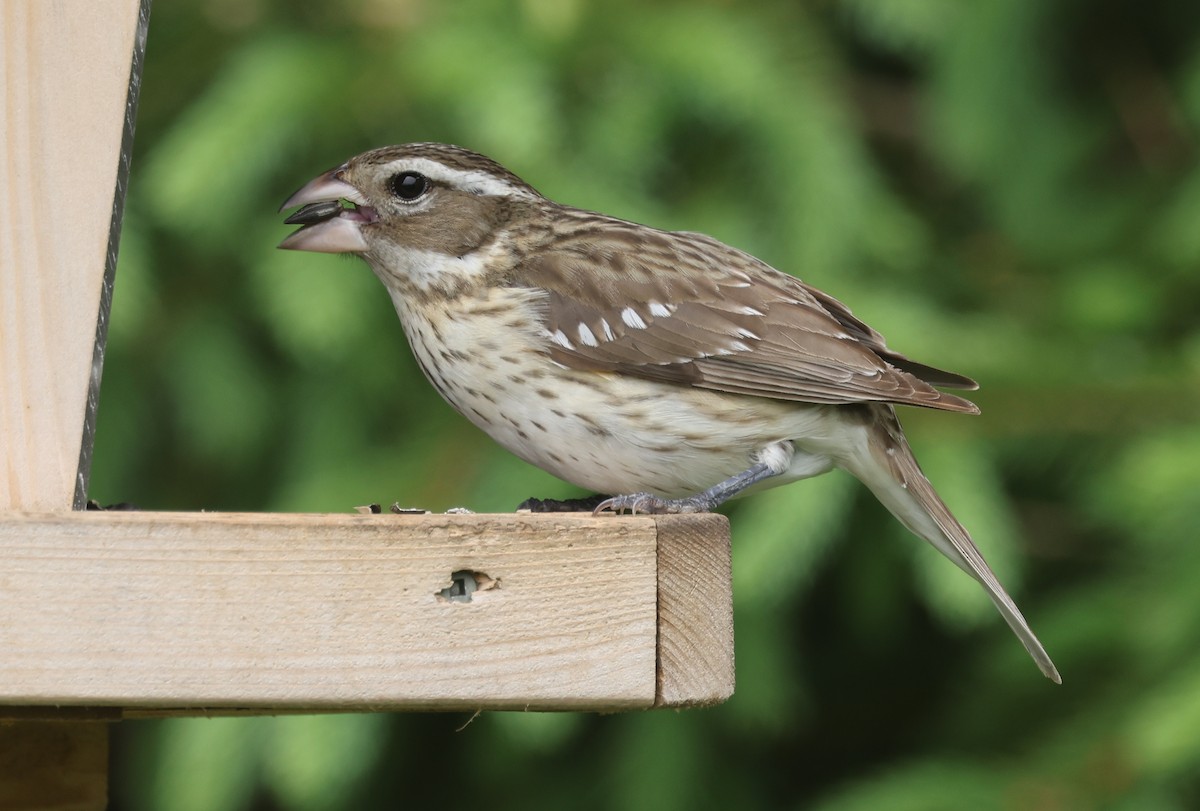 Rose-breasted Grosbeak - Claire Dumont