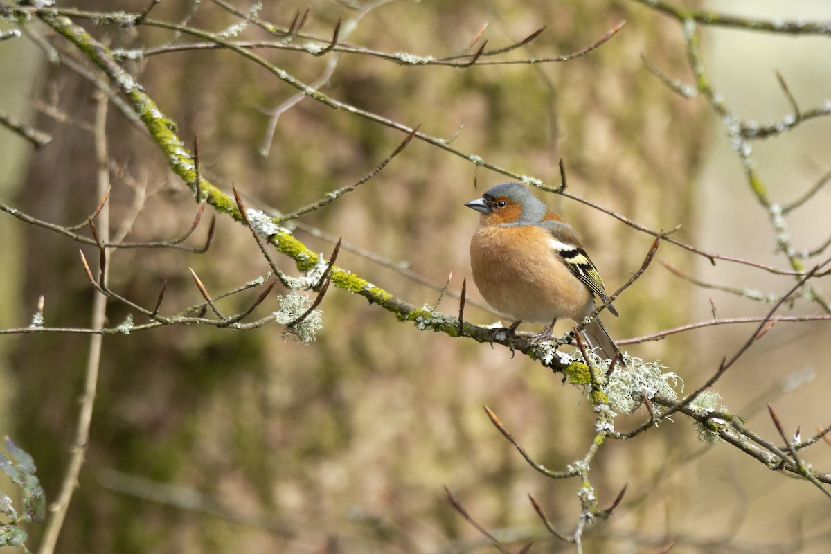 Common Chaffinch - Vishnu Vinod