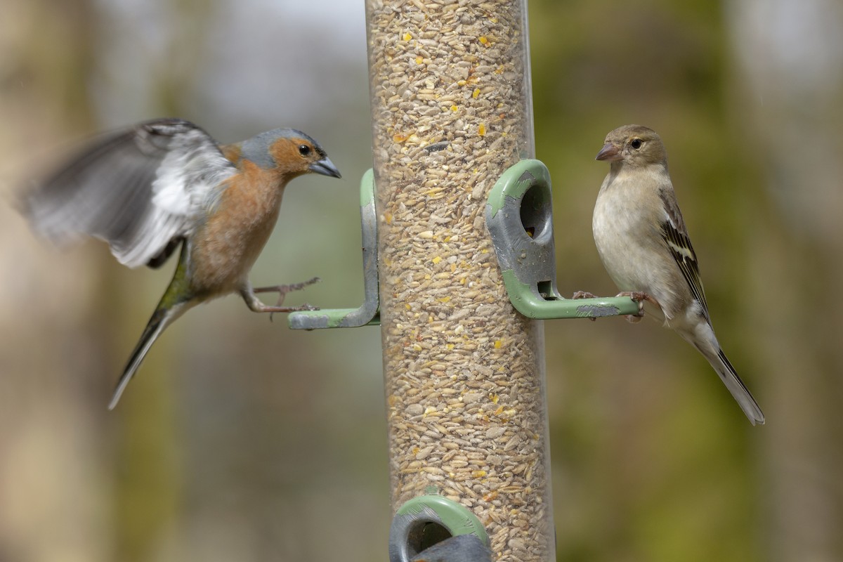 Common Chaffinch - ML619631963