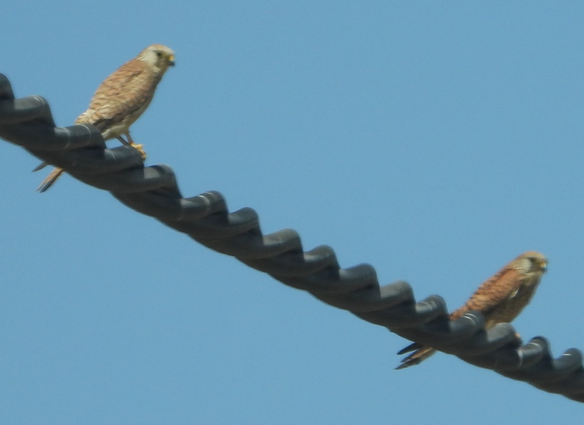 Lesser Kestrel - Eric R