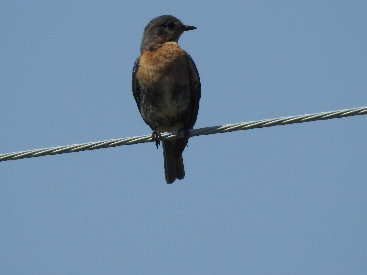 Eastern Bluebird - Laura Mae