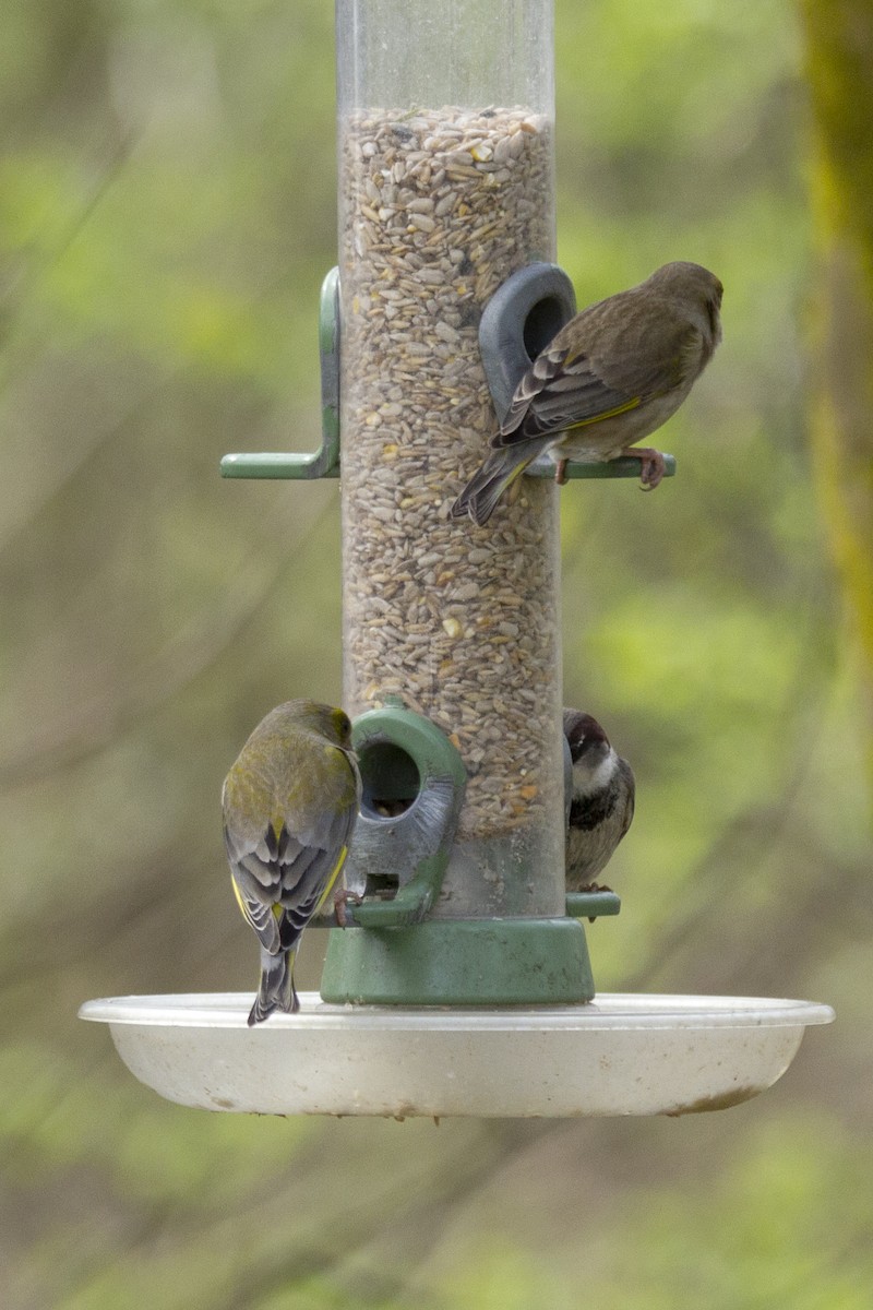 European Greenfinch - Vishnu Vinod