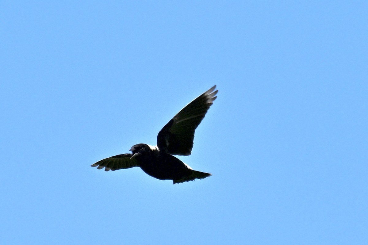 Bobolink - france dallaire