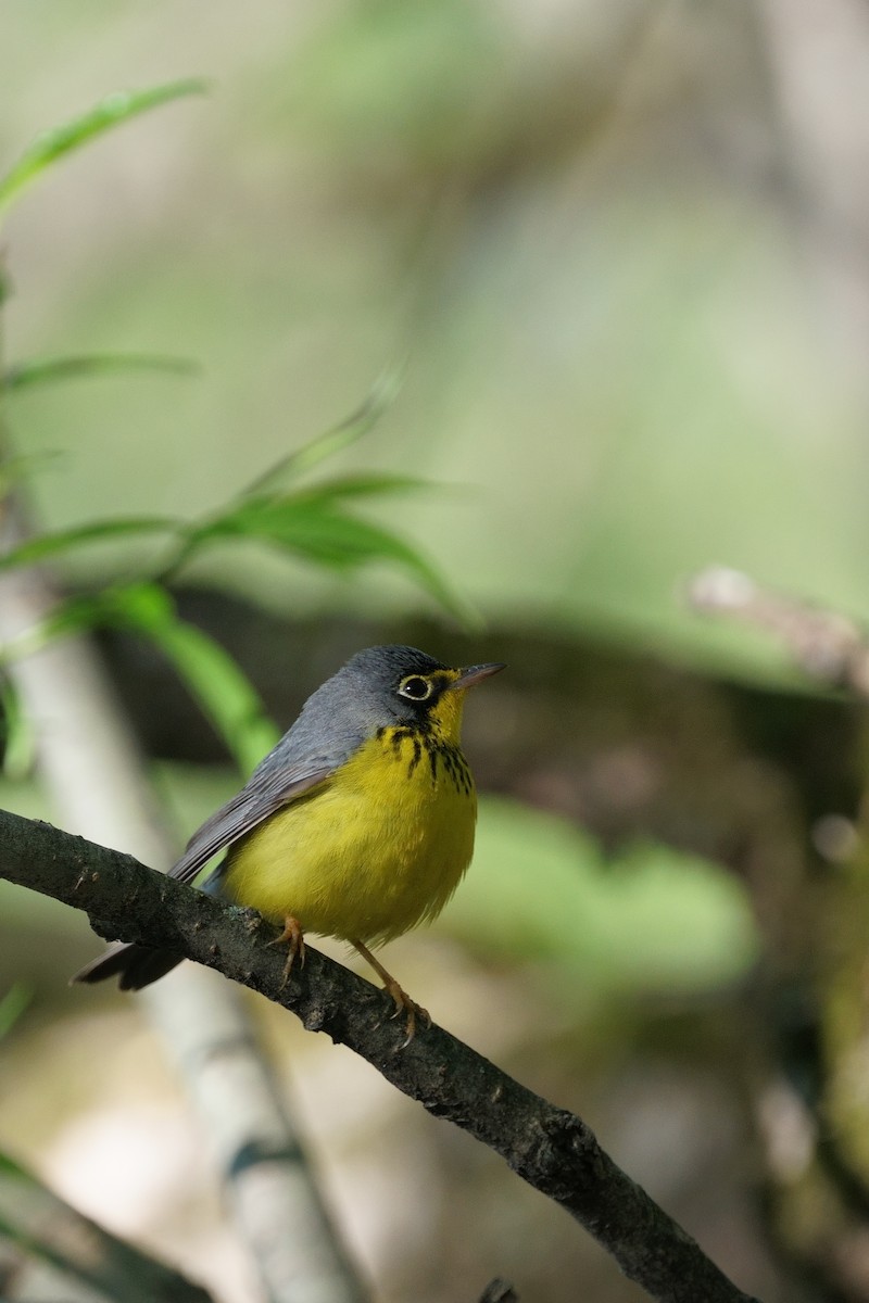 Canada Warbler - Guillaume Charette