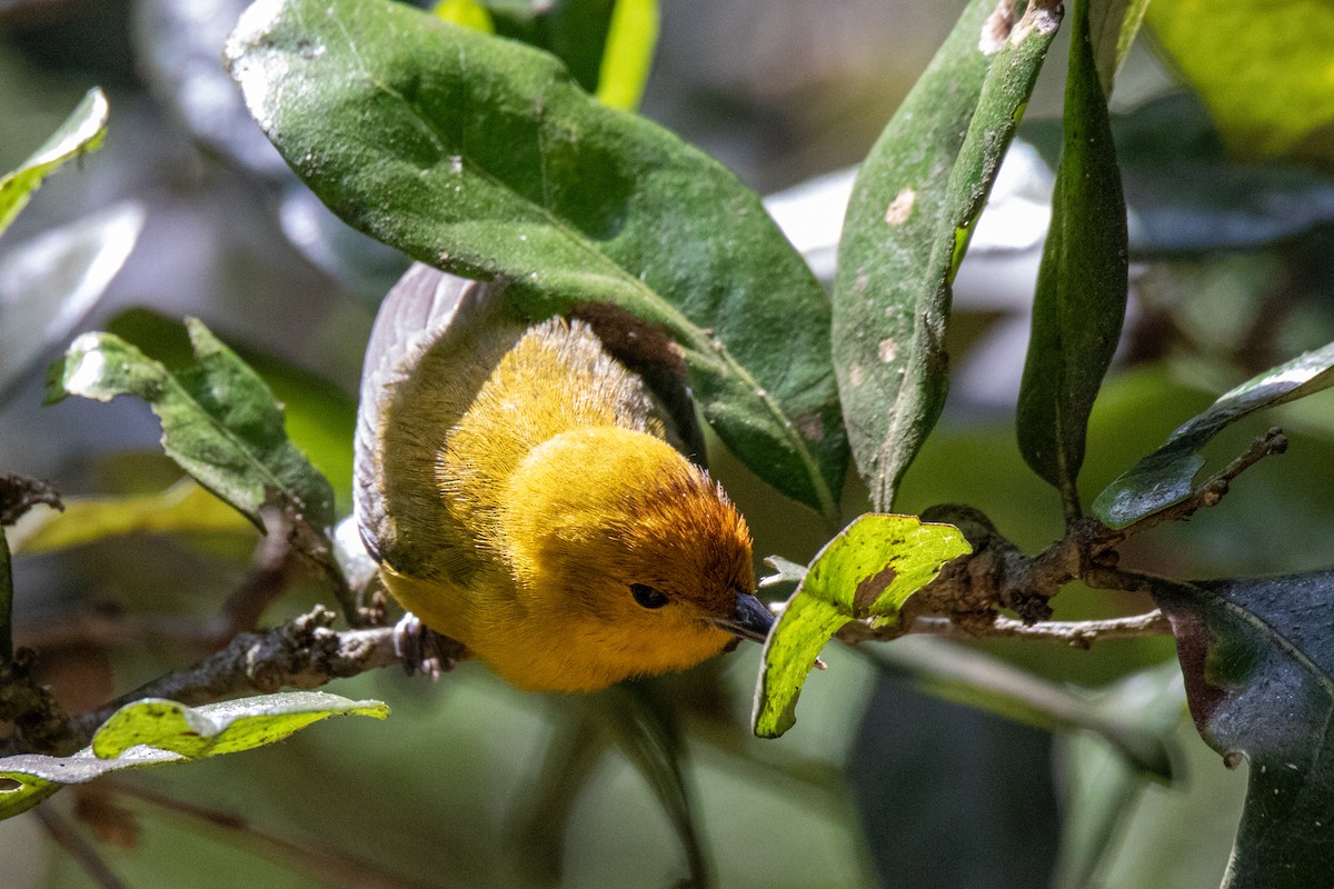 Prothonotary Warbler - ML619631981