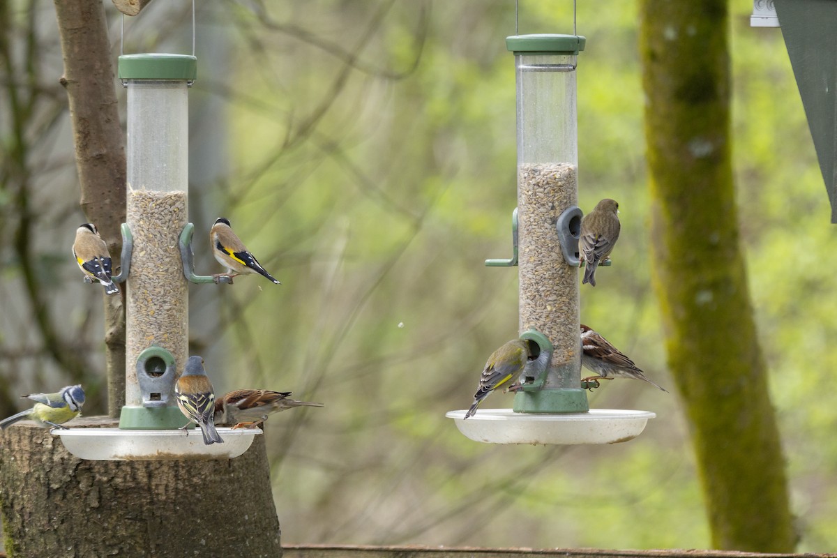 European Goldfinch - Vishnu Vinod