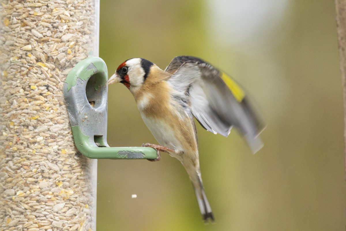 European Goldfinch - Vishnu Vinod