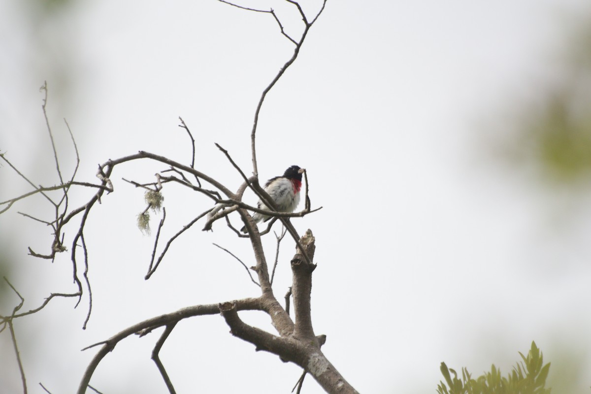 Rose-breasted Grosbeak - Joachim Gonzalez