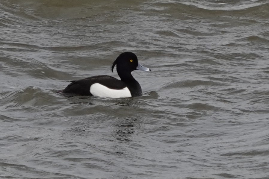 Tufted Duck - Terry Doyle