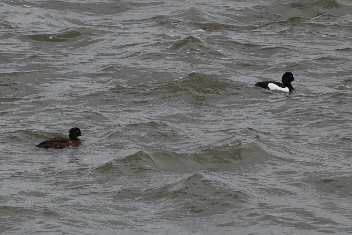 Tufted Duck - Terry Doyle