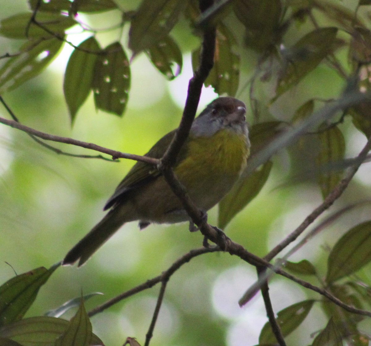 Rufous-browed Peppershrike - Pedro Behne