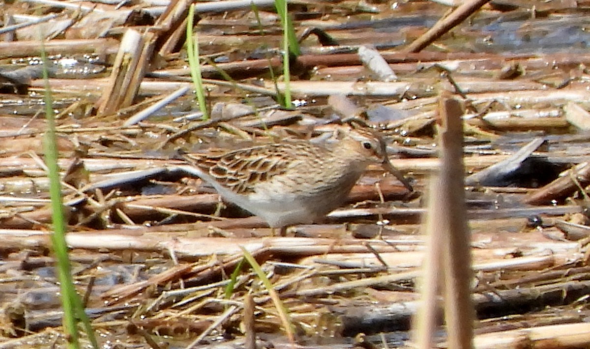 Pectoral Sandpiper - Bonnie Heinecke