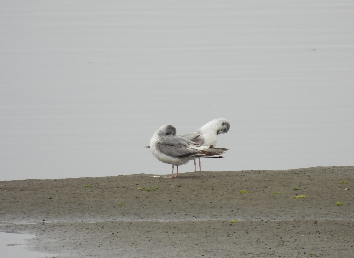 Bonaparte's Gull - Carolyn Willcox