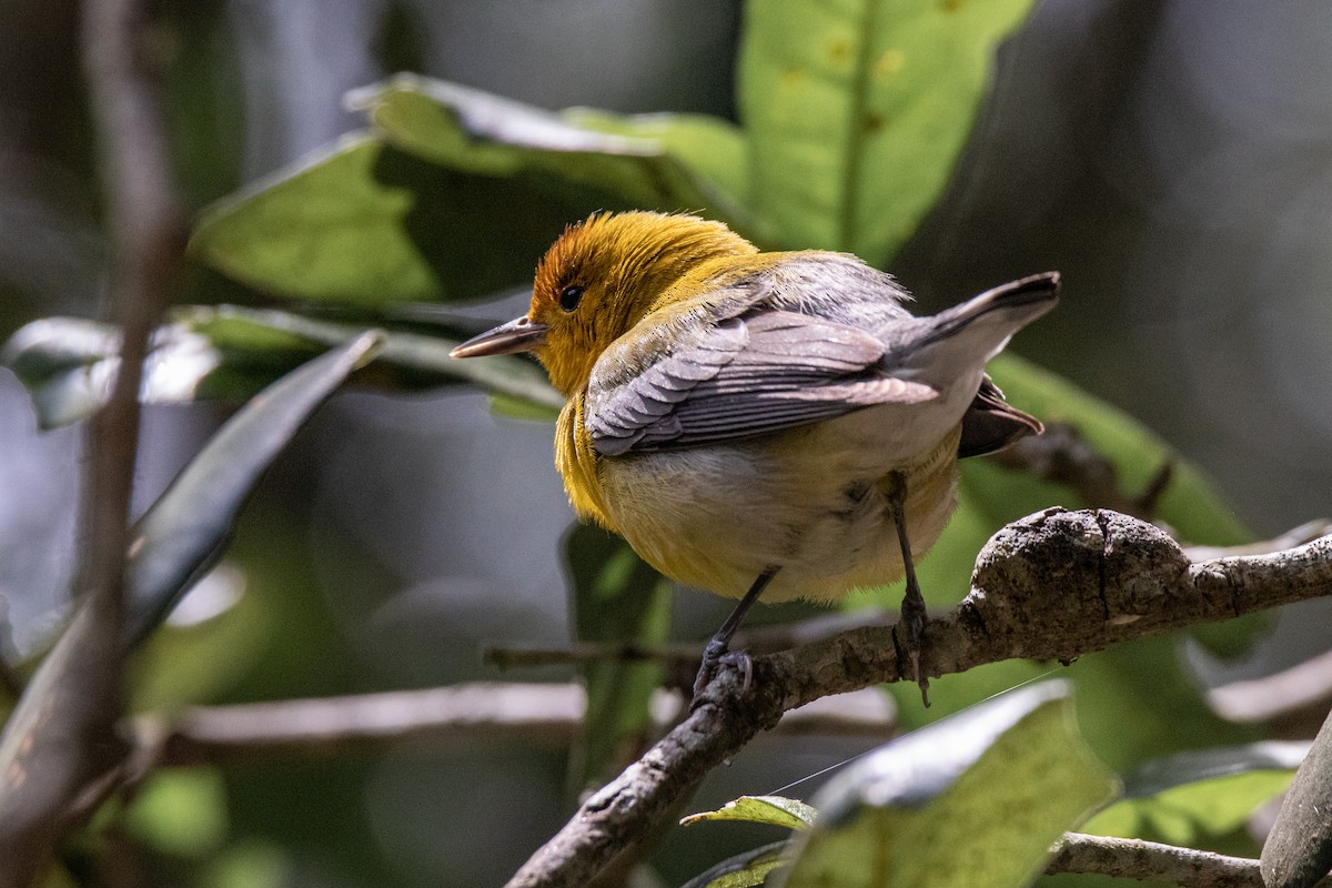 Prothonotary Warbler - ML619632020