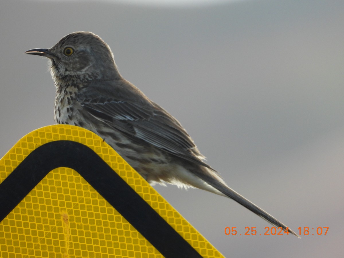 Sage Thrasher - Corey Jensen