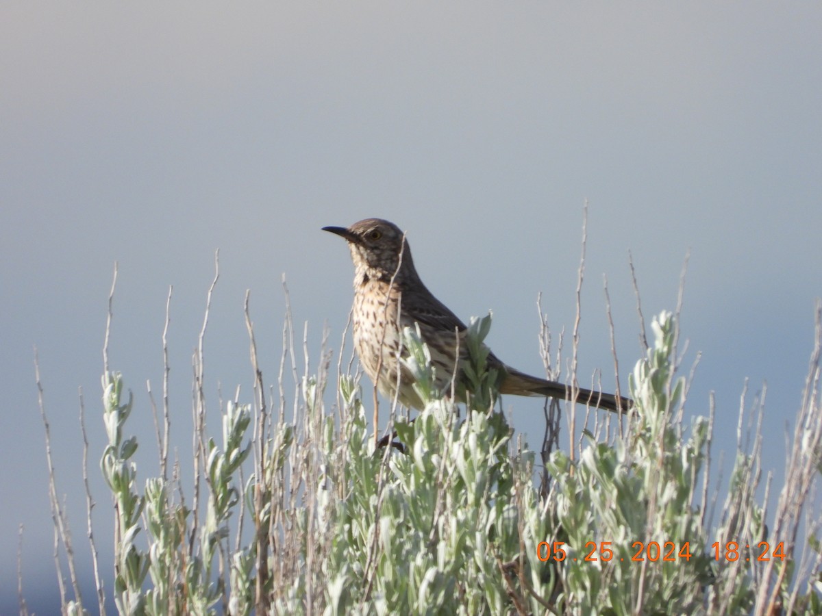 Sage Thrasher - Corey Jensen