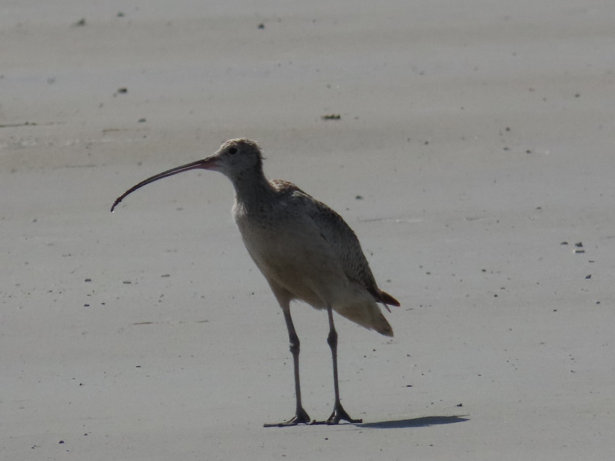 Long-billed Curlew - ML619632031