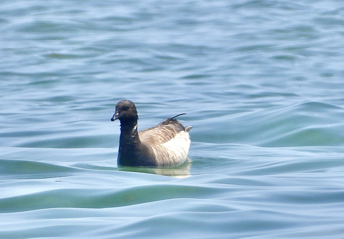 Brant - Pat Hare