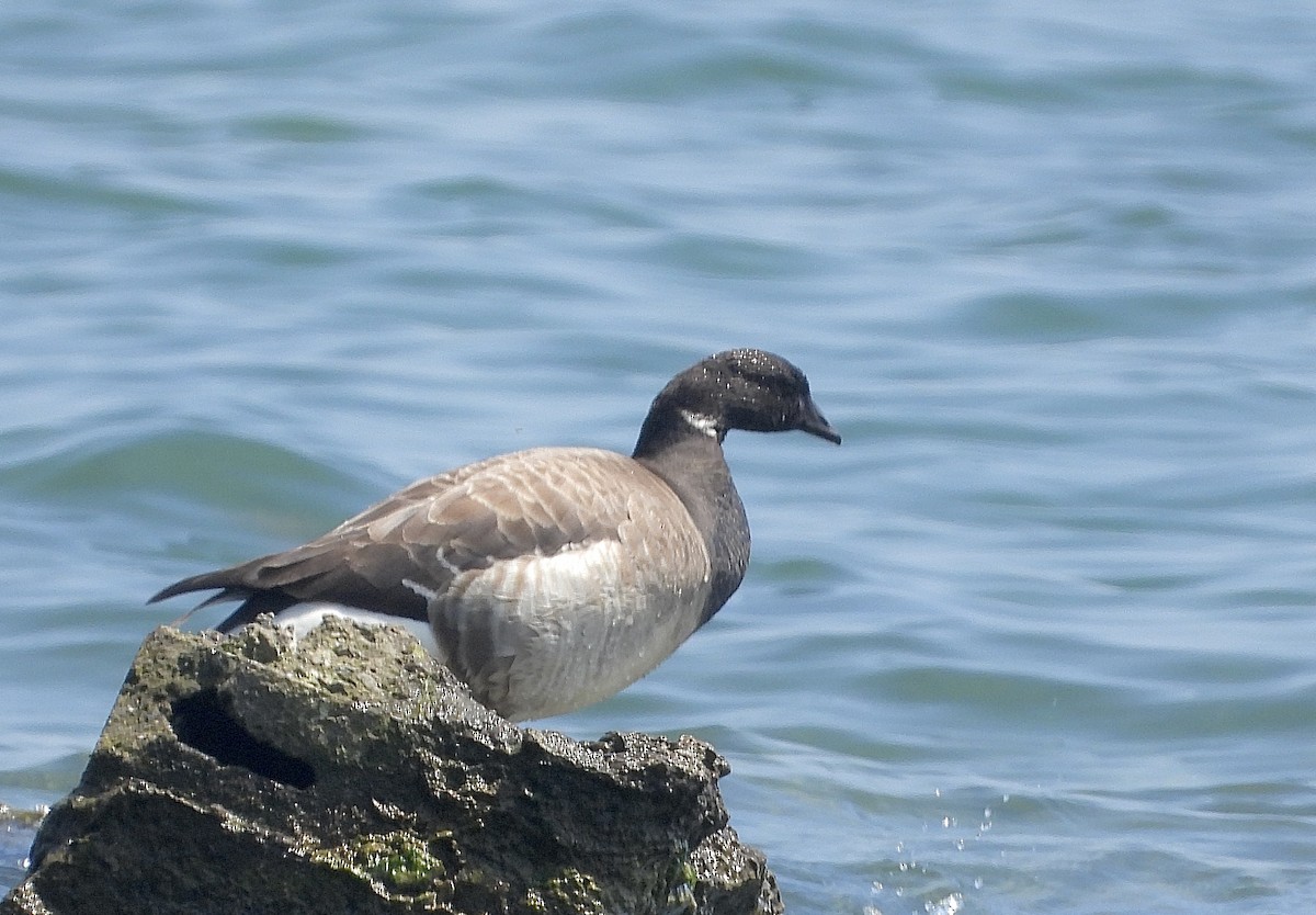 Brant - Pat Hare