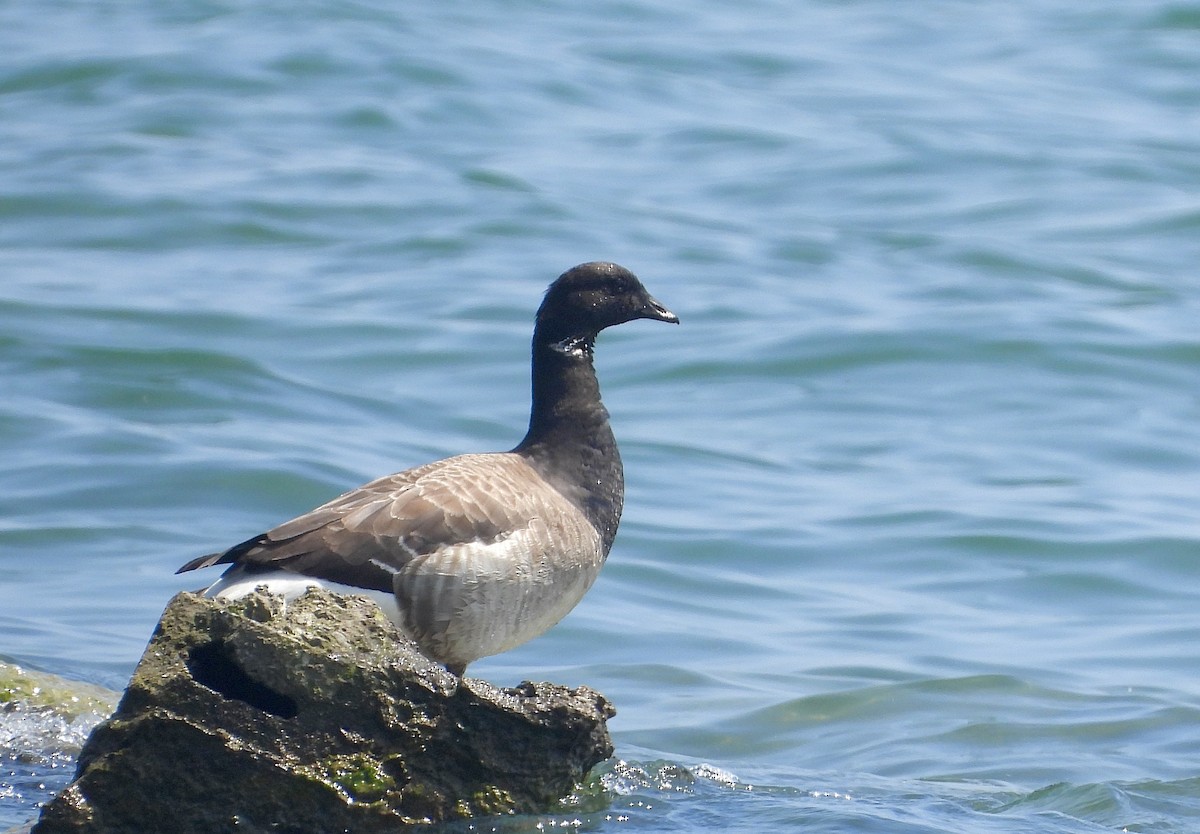 Brant - Pat Hare