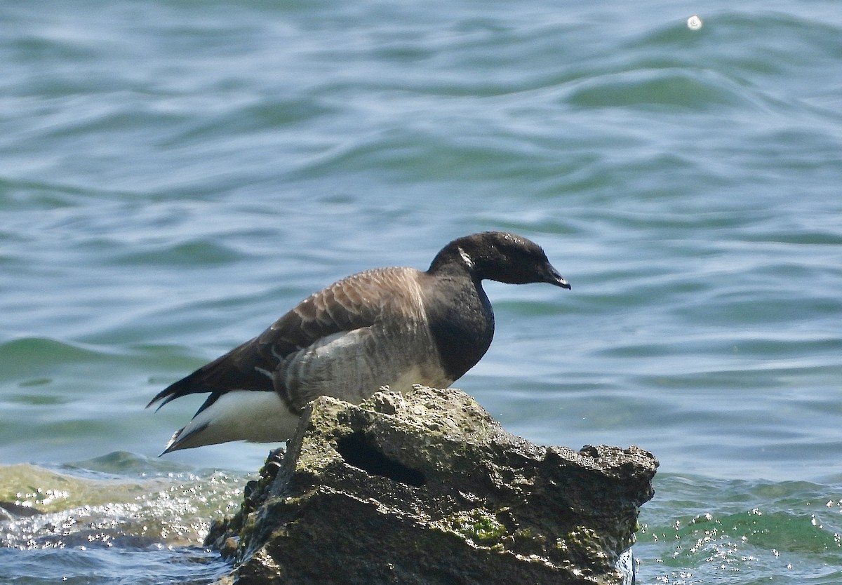 Brant - Pat Hare