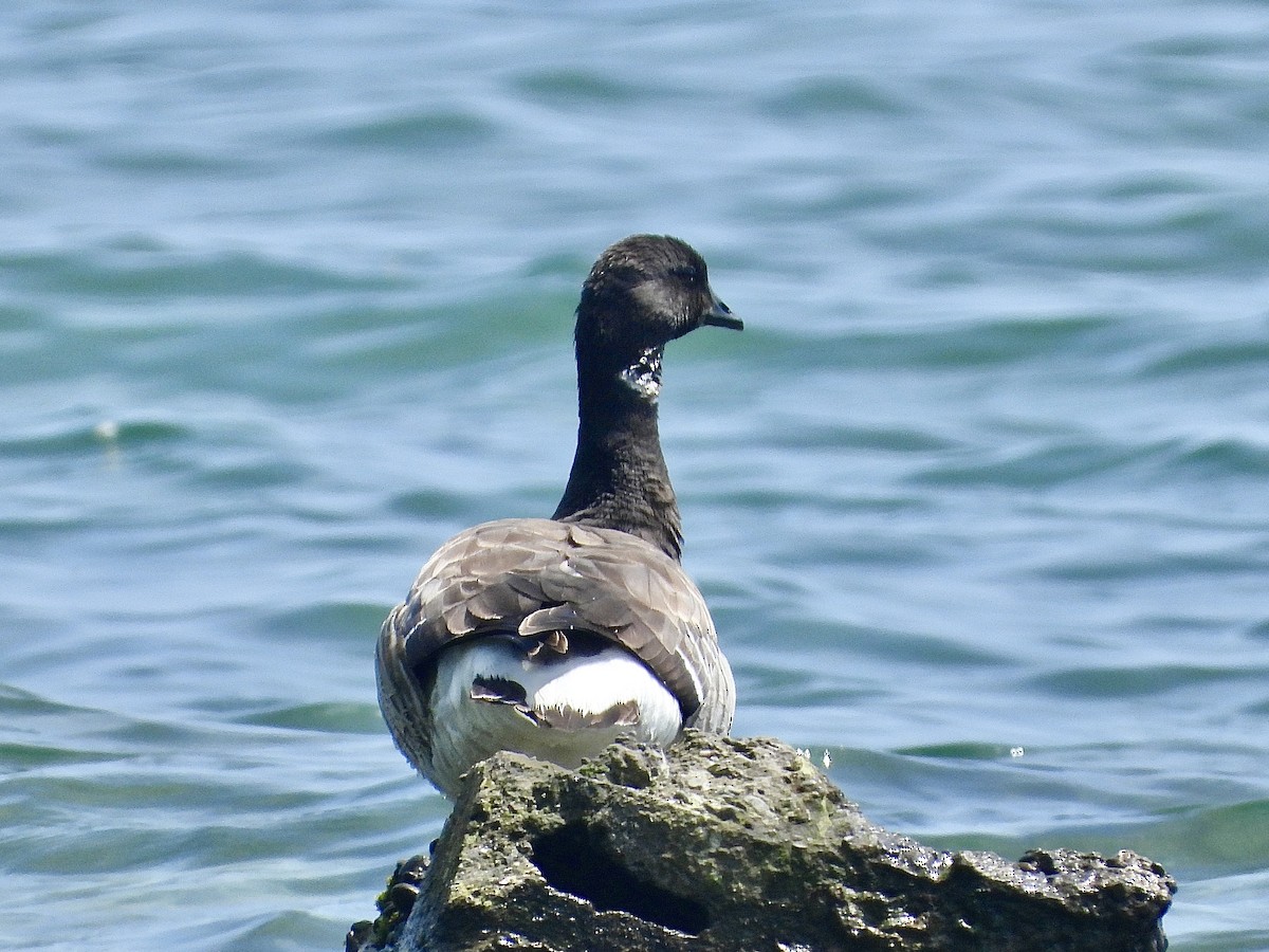 Brant - Pat Hare