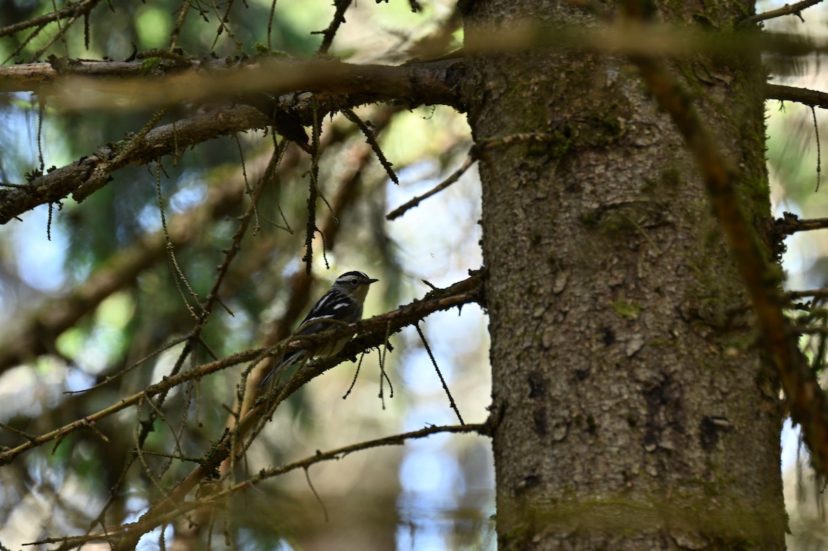 Black-and-white Warbler - france dallaire