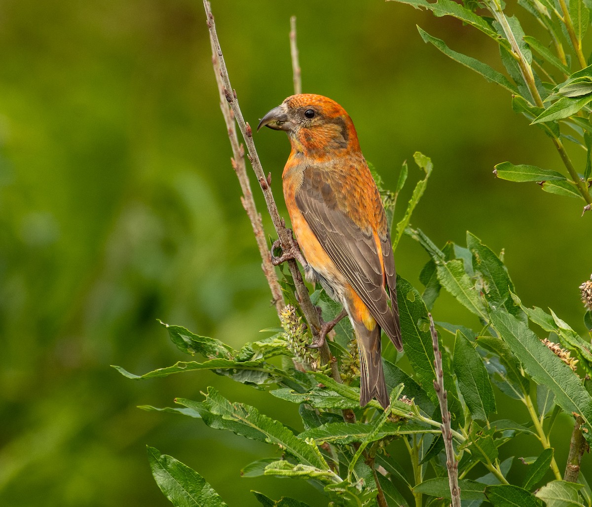 Red Crossbill - Theo de Clermont