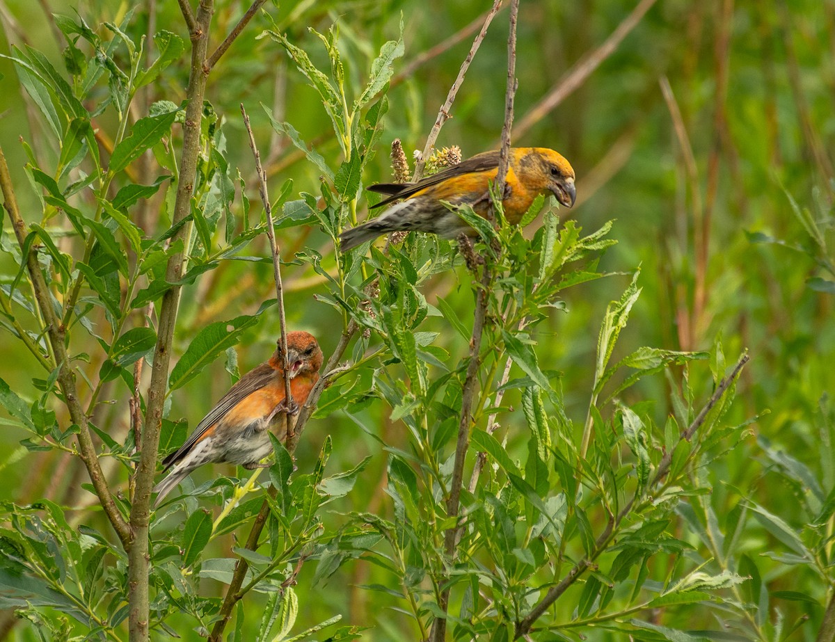 Red Crossbill - Theo de Clermont