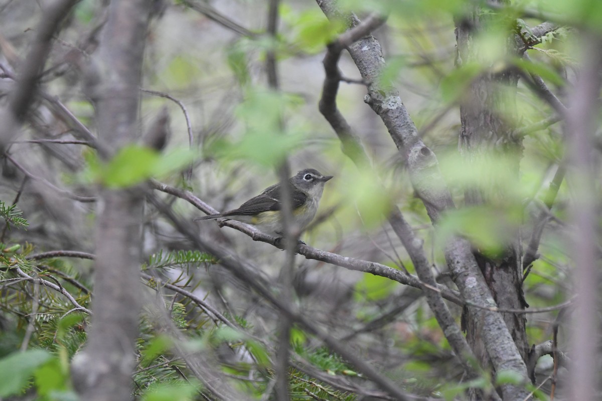 vireo sp. - Ryne Rutherford