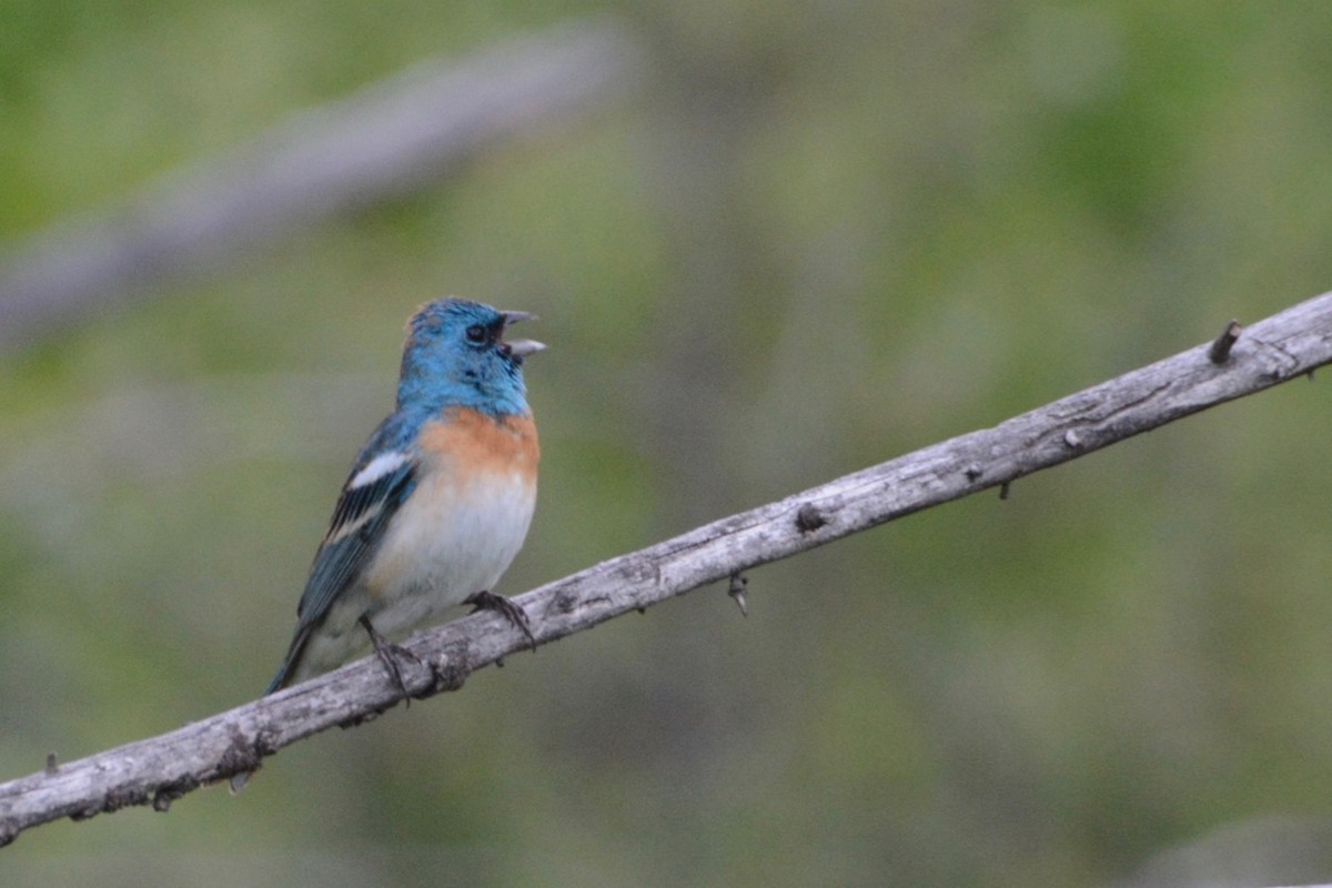 Lazuli Bunting - ML619632061