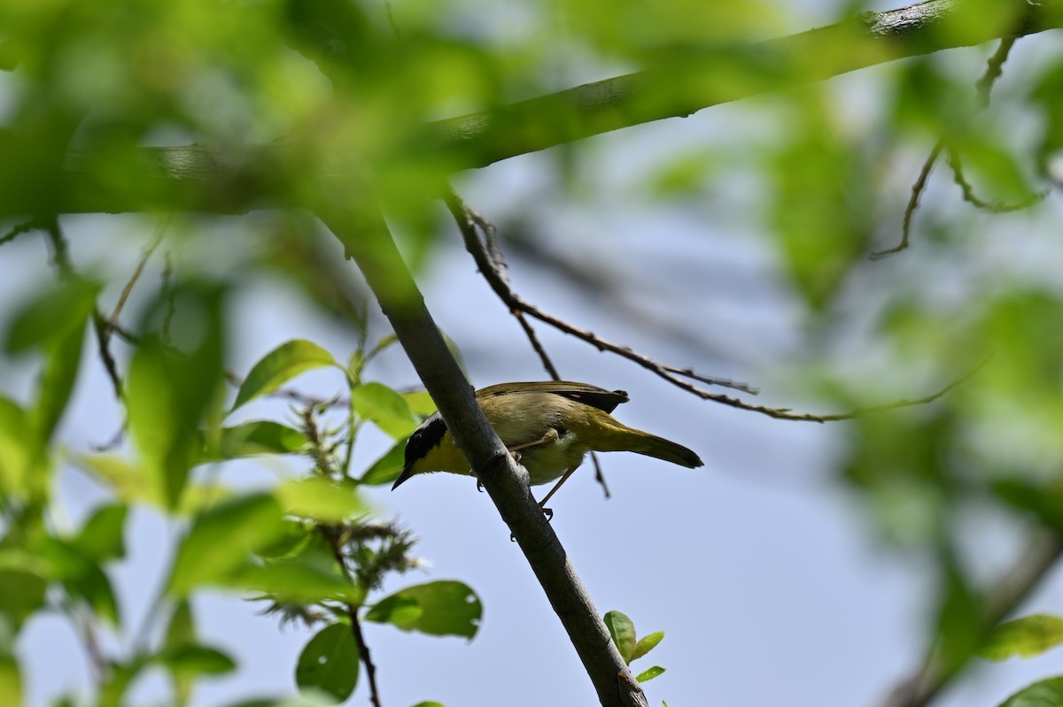 Common Yellowthroat - france dallaire