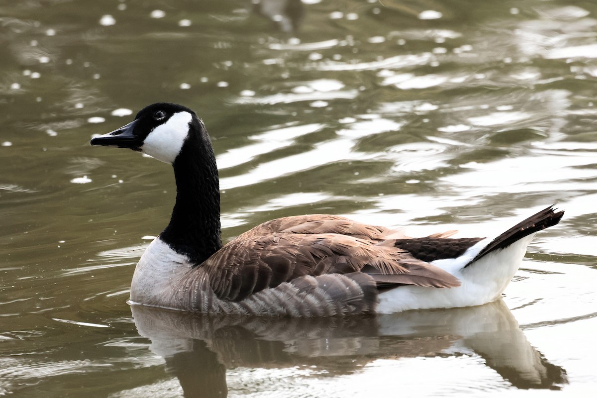 Canada Goose - ML619632074