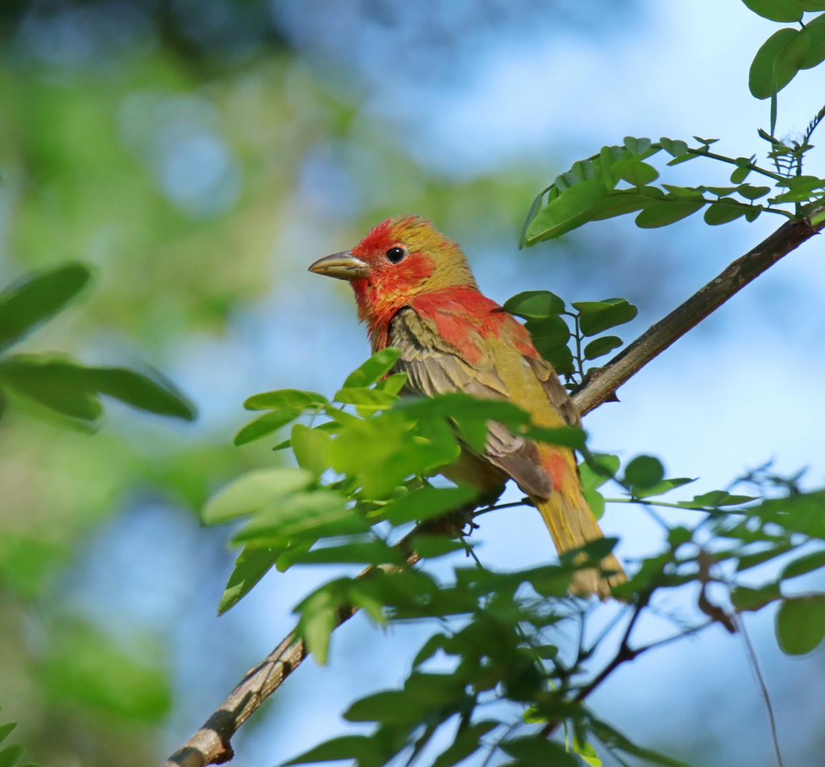 Summer Tanager - Tim Leppek