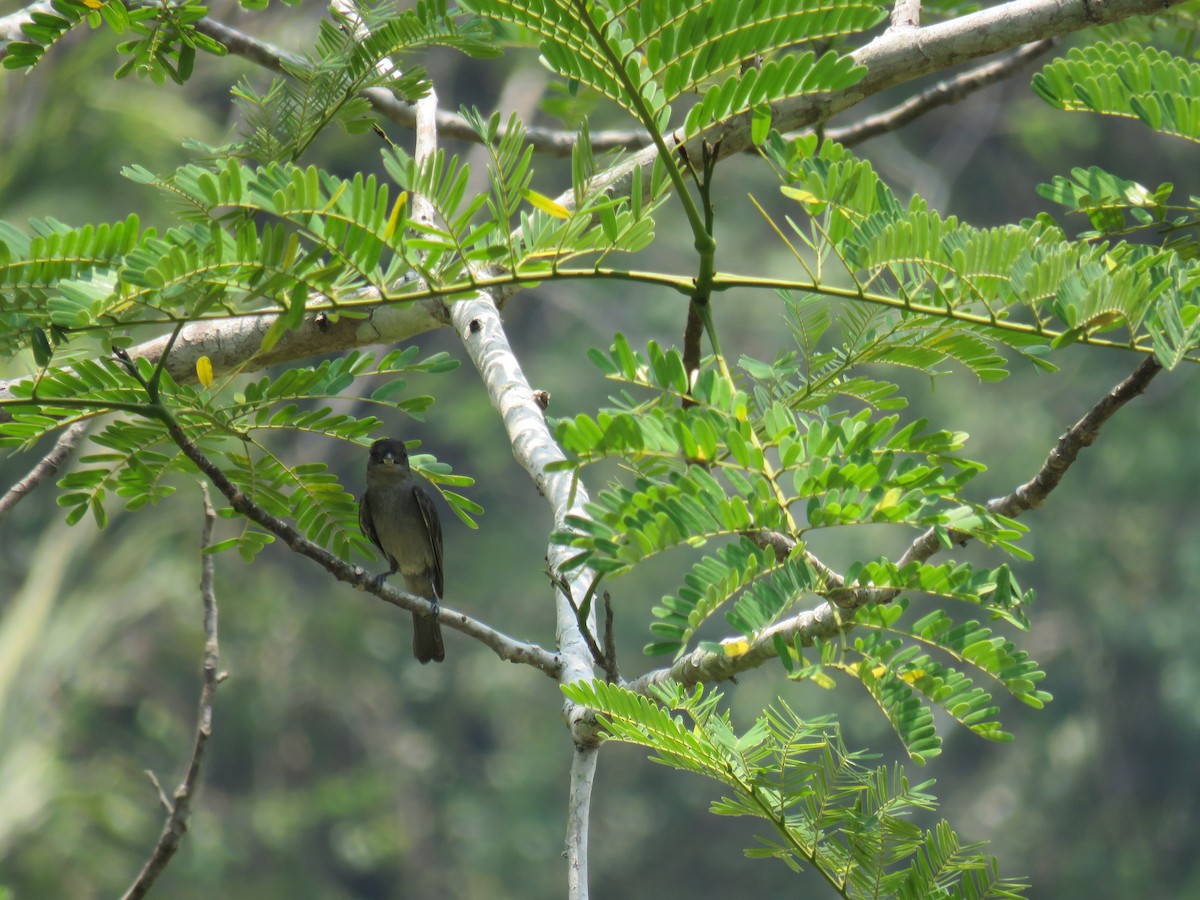 Rose-throated Becard - Sam Holcomb