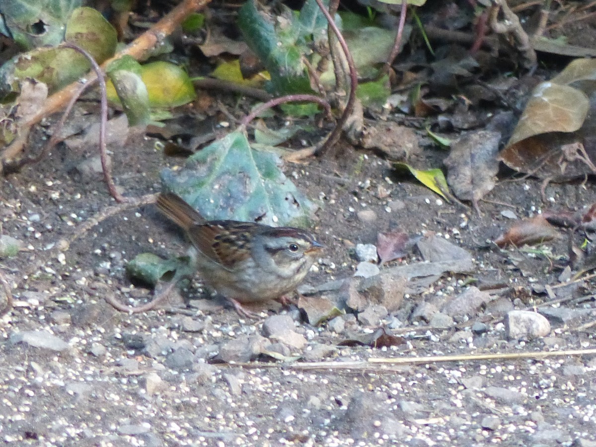 Swamp Sparrow - Joachim Gonzalez