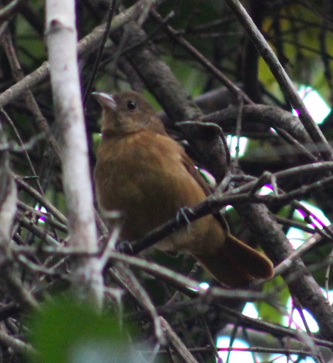 Ruby-crowned Tanager - Pedro Behne