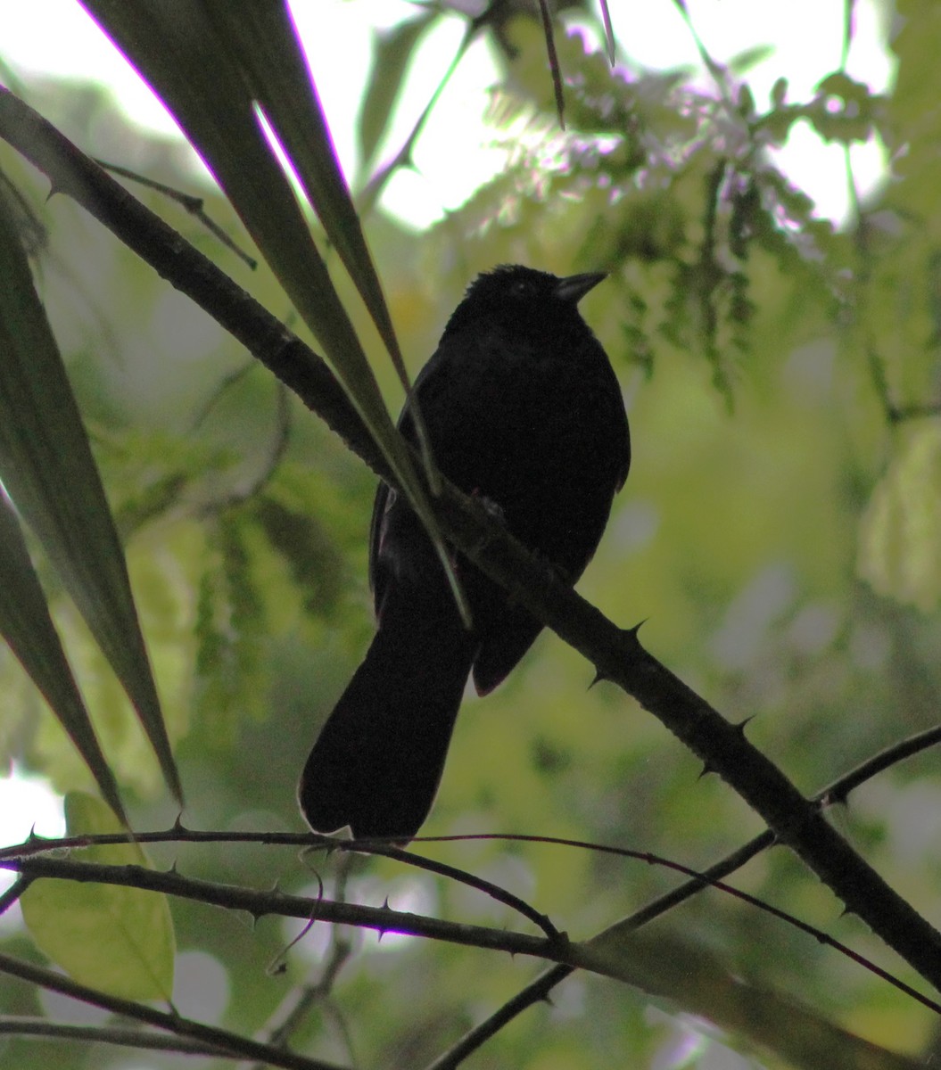 Ruby-crowned Tanager - Pedro Behne